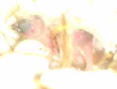 キンカチョウのひな、孵化しました