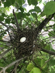 キジバトの巣の中。卵の中心が少し凹んでいます。