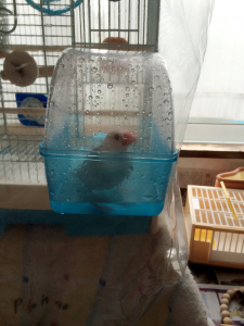 水浴び大好き