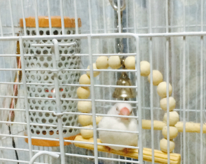 ブランコで(´-ω-`)ｽﾔｧ...