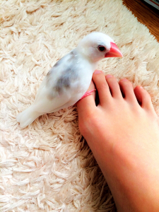 足回りの探検を覚えたピノ