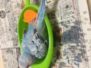 水浴び