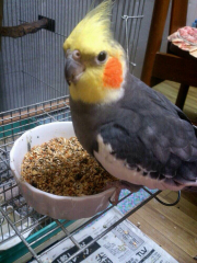 クッキー８才