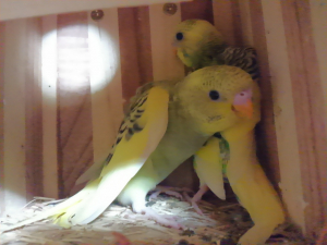 まだ飛べません。