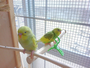 大きさの違いがわかりますか？