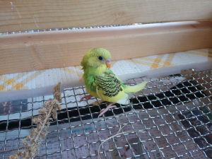チコの雛の２番目です。