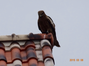 トビさん。鳴き声に振り向いたらいました！