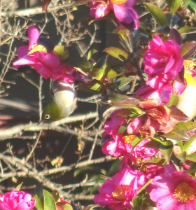 椿の花にやってきました♪