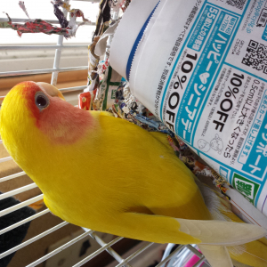きなです。