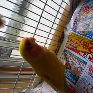 きなです。