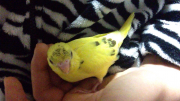 画質が荒くて申し訳ありません…(；；)