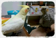 初日！はじめまして２羽です