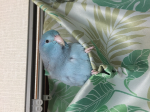 イヴ