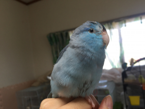 イヴ