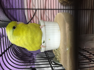 ココットでひと休みのココちゃん