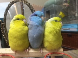 左から、ココ、アダム、キキ