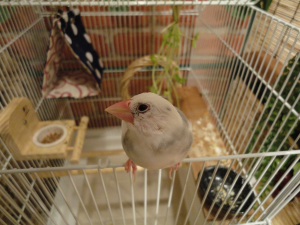ハク