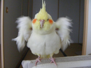 MAXもふもふ〜！！