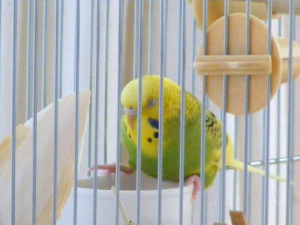 もふっと、ゴハン中に寝ちゃいました♪