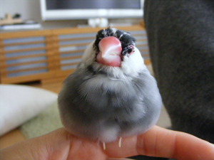 去年の夏。換羽でも、もふっと♪