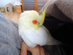手の上で、もふっと寝ています♪