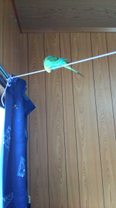 痒いらしくて顔をごりごりしてます