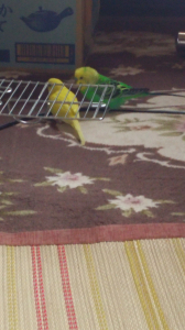 しっかり教えてやって下さい