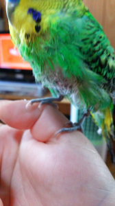 モフモフの毛が生えてきました