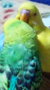 ラブラブ2