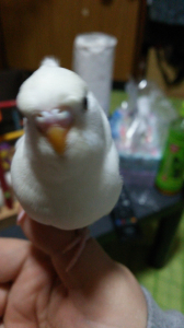 鼻が白いので女の子です