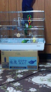 先に食べさせるくりおお兄ちゃん