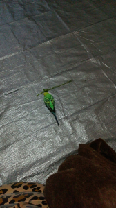 野草で遊ぶくりお
