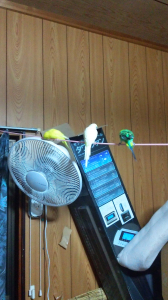 くつろぎ中