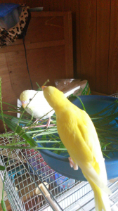 占領されました
