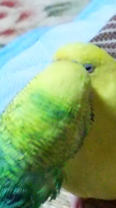 ラブラブ3