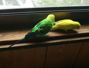 放鳥中、仲良く遊ぶくりお達