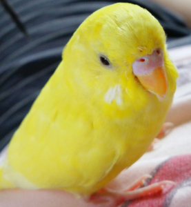 きいちゃん可愛い過ぎる(＊´Д⊂)