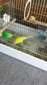 たまに奪い合いしますが仲良く食べてます