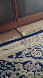きいちゃんがまったりしてる時