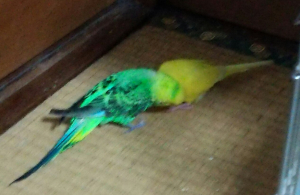 ここだけ熱気が漂ってます(笑)