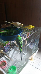 おやつをあげてみたら