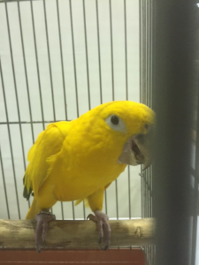 ニョオウインコ　お高いです。（笑）