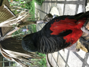 アラゲインコ