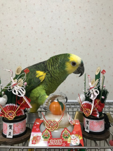 新年のご挨拶