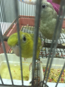 サザナミインコ　見つめられました。（笑）