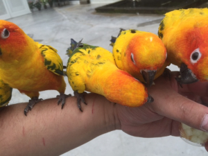 コガネメキシコインコ（掛川）