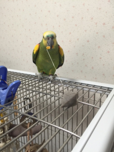 取られまいと逃げます