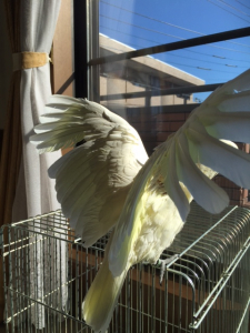 バンザイすると早く乾くよ