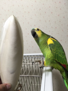 お土産にいただいたイカの甲にビックリ