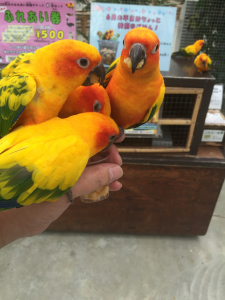 掛川花鳥園